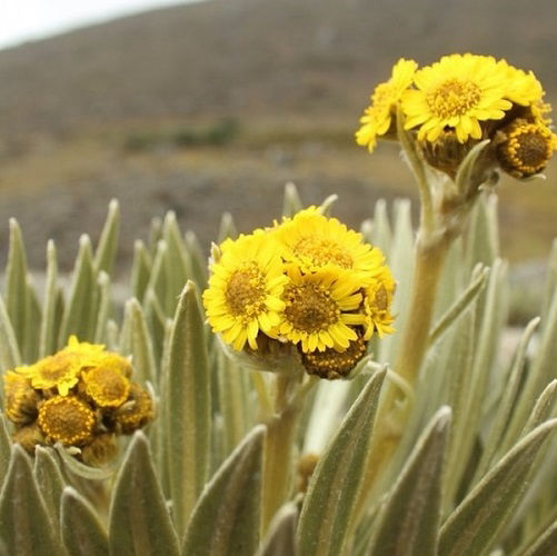 Paramo de Santurban